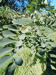 Robinia pseudoacacia
