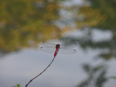 Sympetrum