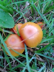 Hygrocybe insipida