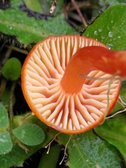 Hygrocybe insipida