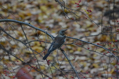 Turdus pilaris