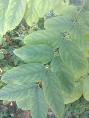 Robinia pseudoacacia