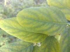 Robinia pseudoacacia