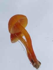 Hygrocybe insipida
