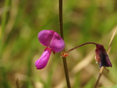 Desmodium molliculum