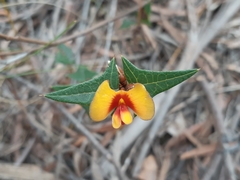 Platylobium triangulare