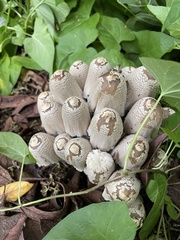 Coprinopsis strossmayeri