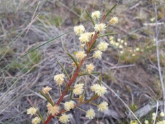 Acacia genistifolia