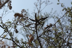 Vachellia farnesiana