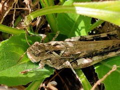 Oedaleus infernalis