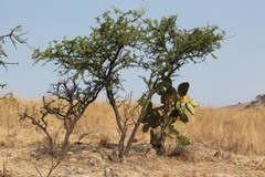 Vachellia farnesiana