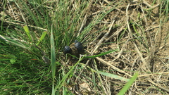 Gymnopleurus geoffroyi