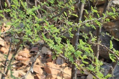 Vachellia farnesiana