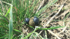 Gymnopleurus geoffroyi