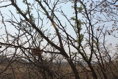 Vachellia farnesiana