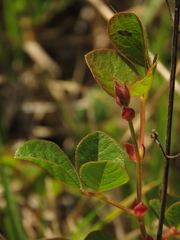 Desmodium molliculum