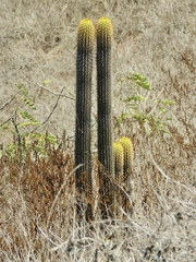 Haageocereus pseudomelanostele