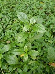 Chloranthaceae