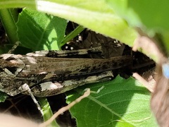 Oedaleus infernalis