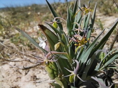 Ornithoglossum