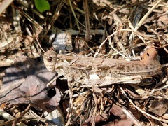 Oedaleus infernalis