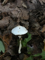 Leucoagaricus crystallifer