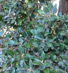 Olearia traversiorum