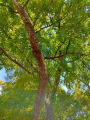 Quercus