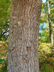 Quercus