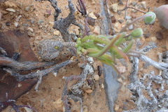 Crassothonna protecta