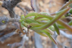 Crassothonna protecta