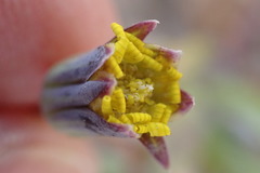 Crassothonna protecta