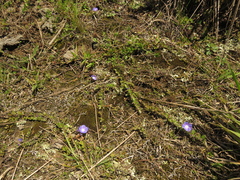 Evolvulus bogotensis