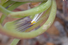 Crassothonna protecta