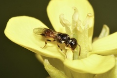 Hylaeus ofarrelli
