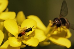 Hylaeus ofarrelli