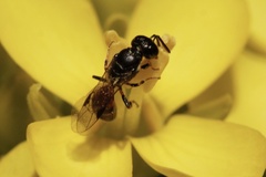 Hylaeus ofarrelli