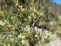 Hakea microcarpa