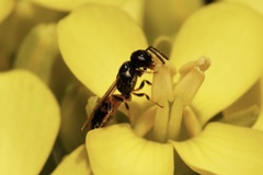 Hylaeus ofarrelli