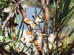 Hakea microcarpa