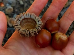 Quercus