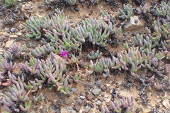 Cephalophyllum curtophyllum