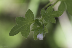 Nemophila parviflora