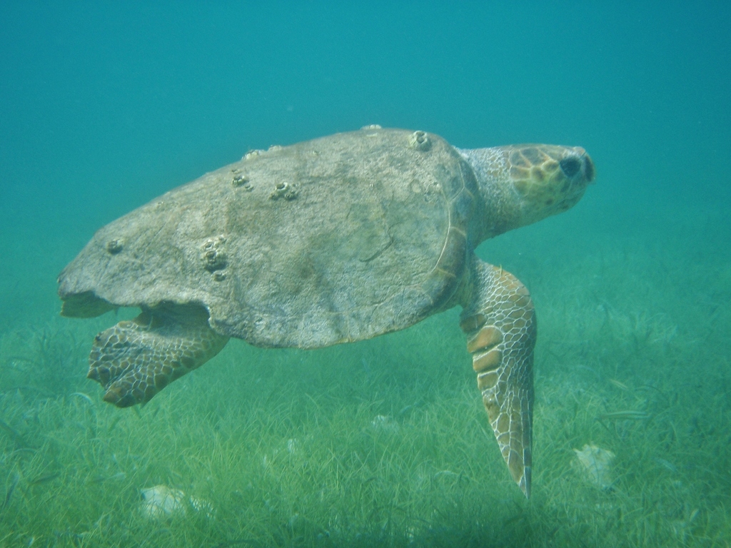 Loggerhead turtle swimming over seagrass in green water