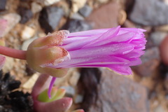 Cephalophyllum curtophyllum