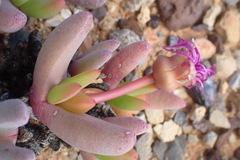 Cephalophyllum curtophyllum
