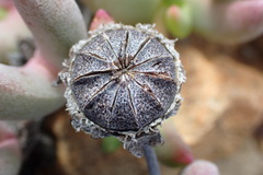 Cephalophyllum curtophyllum