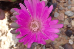 Cephalophyllum curtophyllum