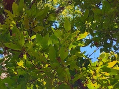 Quercus
