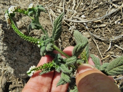 Heliotropium angiospermum